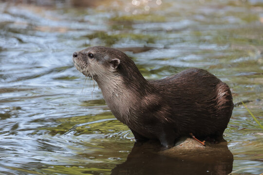 Asian small-clawed otter close up portrait