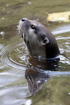 Asian small-clawed otter close up portrait