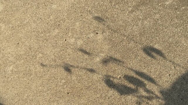 Leaf Shadow Shimmer on Concrete Surface, Minimal Abstract Natural Background