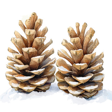 watercolor hand-drawn of Pine Cones On Snow, isolated on a white background.