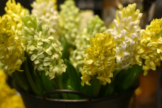 A bouquet of yellow and white hyacinths. Spring flowers. Spring floral background.