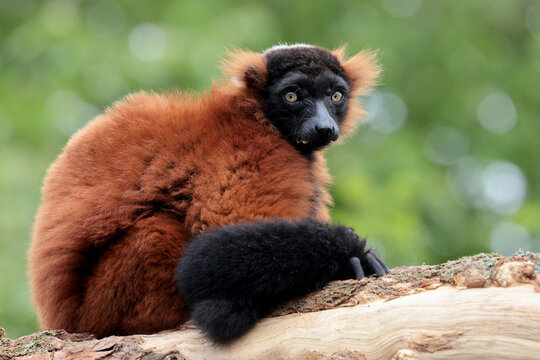 Red ruffed lemur looking at camera