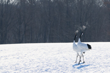 Fototapeta premium 鳴いている鶴