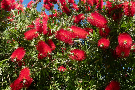 Red bottlebrush flowers on tree with green leaves, Callistemon blooming plant, vibrant garden background, exotic nature, summer floral texture, copy space
