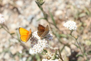 Papillons sur leur fleur © Guillaume boulanger