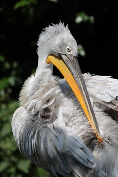 Close up portrait of Dalmatian pelican