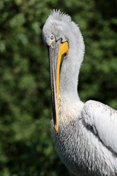 Close up portrait of Dalmatian pelican