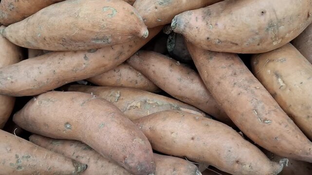 Close-up of a pile of raw sweet potatoes. The elongated, beige-brown tubers batata showcase natural skin textures and organic quality. Healthy eating and agriculture