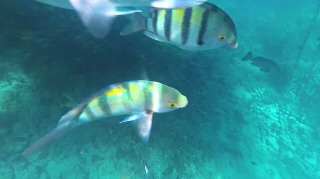 A natural aquarium in Red sea. Sergeant major fishes swim in underwater world on a coral reef. haking waiving camera