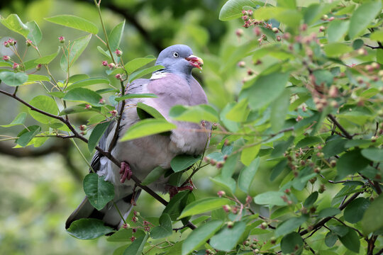 Close up portrait of wood pigeon perched on branch