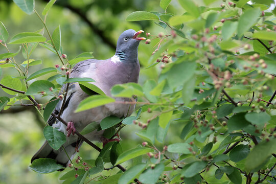 Close up portrait of wood pigeon perched on branch