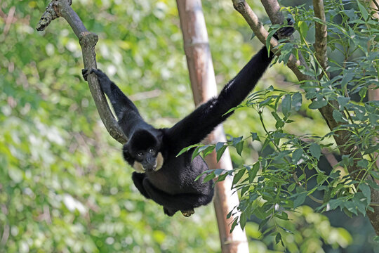 Adult Nomascus gabriellae primate portrait