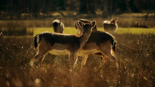 Fallow Deers Standing In Tall Grass In Warm Sunlight
