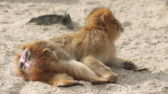 Japanese monkey Japanese macaque snow monkey