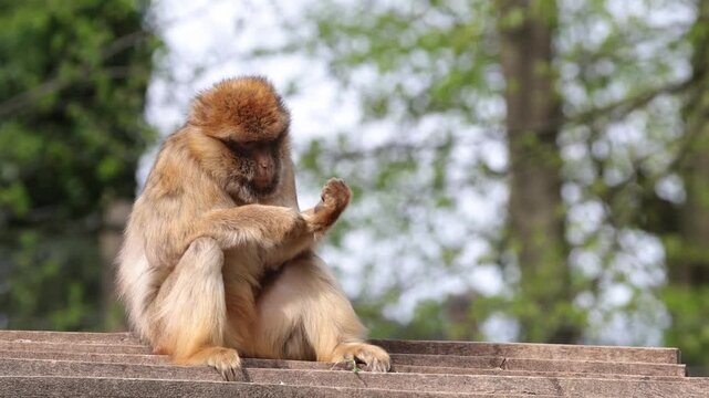 Japanese monkey Japanese macaque snow monkey