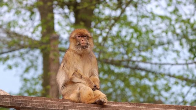 Japanese monkey Japanese macaque snow monkey