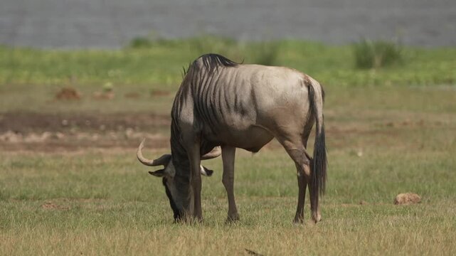 A African wildebeest (Connochaetes taurinus) grazes peacefully next to a swamp in the African savanna of Kenya. The animal is captured in its natural habitat surrounded by wild vegetation.