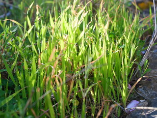 Obraz premium Grass is growing in a garden with sunlight shining down. The green blades show a mix of healthy growth and some dry tips. Rocks and other plants are nearby