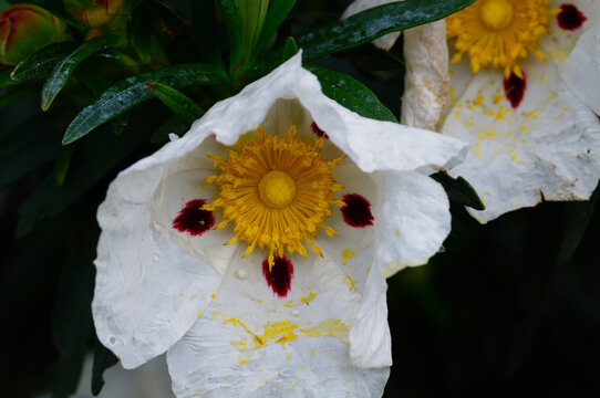 Rockrose