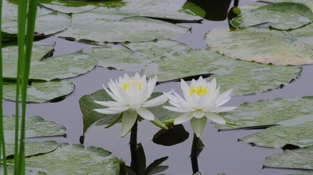 水元公園の睡蓮の花