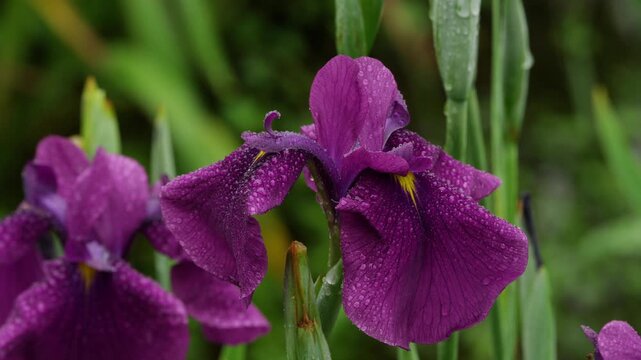 水元公園の花菖蒲