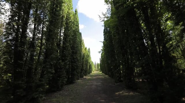 Point of view shot walking slowly down a straight dirt path lined with tall, columnar green trees, creating a natural tunnel effect on a beautiful sunny summer day.

