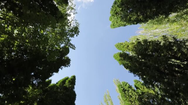 Point of view shot walking slowly down a straight dirt path lined with tall, columnar green trees, creating a natural tunnel effect on a beautiful sunny summer day.

