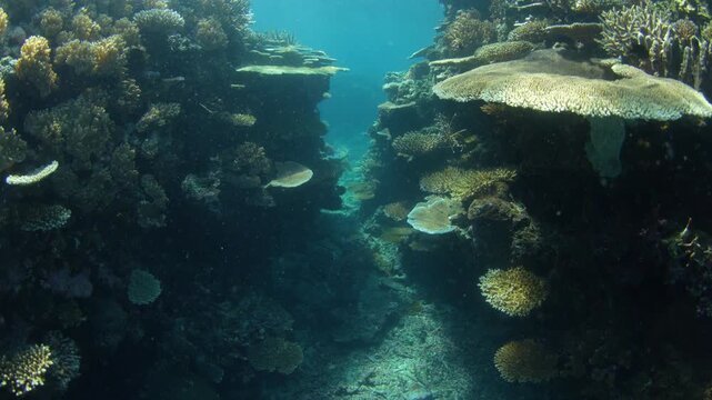 Healthy corals and colorful fish thrive on a shallow coral reef in Fiji. This South Pacific island group harbors high marine biodiversity and is a popular destination for divers and snorkelers.