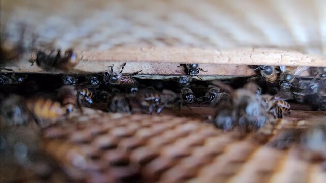 Close-up footage of Indian honey bees actively moving inside a wooden beehive. The video showcases the natural behavior of a busy bee colony, highlighting pollination, beekeeping, biodiversity