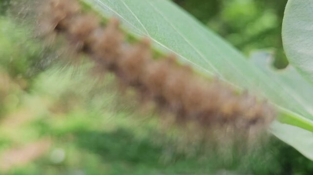 Hairy caterpillar crawling on tree branch in macro close up, detailed insect with spines and texture in natural environment, wildlife scene showing biodiversity, entomology and nature life in India