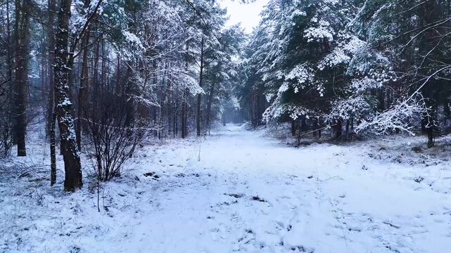 First person view walking through a snowy winter forest path