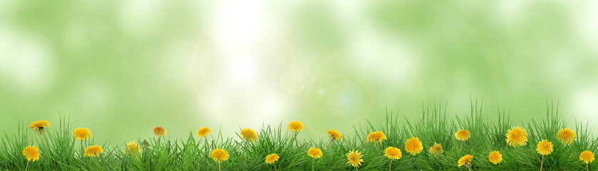 Naklejka premium Yellow dandelions growing among lush grass against blurred green background, banner design. Spring season