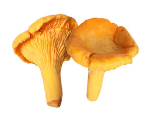Fresh wild chanterelle mushrooms isolated on white