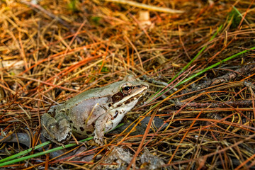 Fototapeta premium Wood frog on a pine needle duff on the forest floor