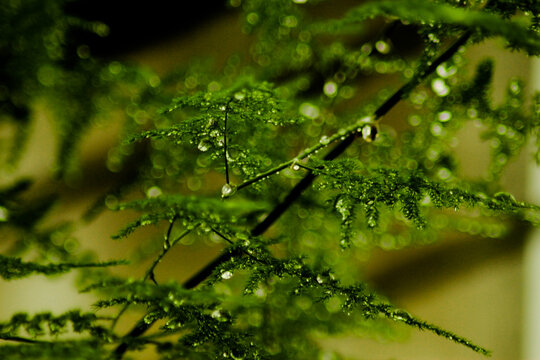 fotograf&iacute;a de cerca hoja verde de helecho en un d&iacute;a de lluvia 