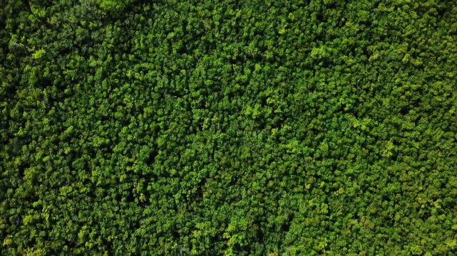 4K aerial top-down view of dense tropical jungle in the Yucatan Peninsula, north of Cancun. Rich green canopy texture and unspoiled wilderness landscape.