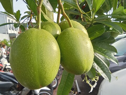 Cerbera manghas or pong-pong tree ( Bintaro ) 