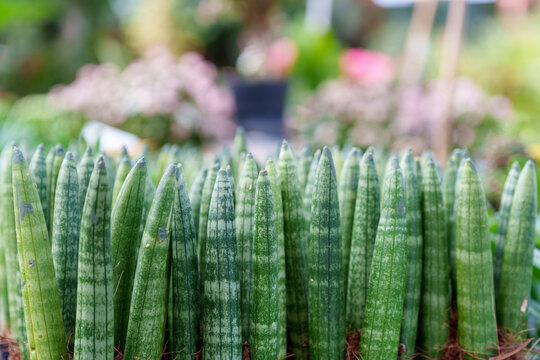 Close-up of vibrant Sansevieria stuckyi (Elephant Tusks) with cylindrical striped leaves