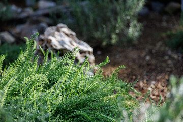 Close-up of vibrant green feathery leaves of Yarrow (Achillea millefolium) © HoyaEuny