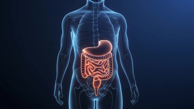 3D rendering of human digestive system highlighted within a translucent body, showing stomach and intestines.