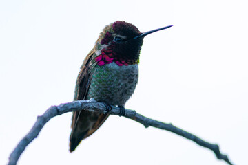 Obraz premium Extremely close view of an Anna’s hummingbird perched, seen in North California