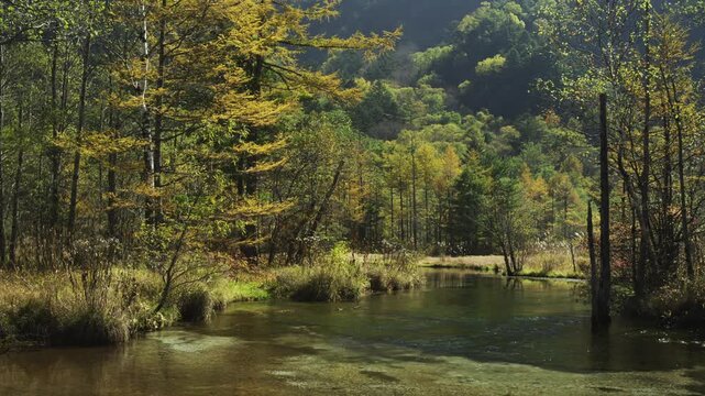 上高地 秋の田代湿原