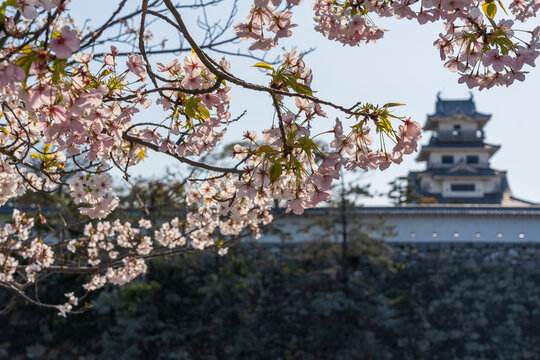 Statue of Samurai Lord Todo Takatora with Cherry Blossoms at Imabari Castle, Ehime, Japan &ndash; Spring Sakura Scene
