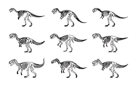 Dinosaur skeleton set, ancient reptile fossils, prehistoric animal bones, science museum display
