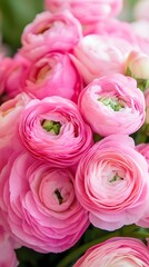 Obraz premium Abundant Bouquet of Pink Ranunculus Flowers floral