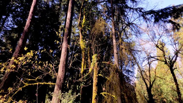 The camera moves upward along a tall cedar