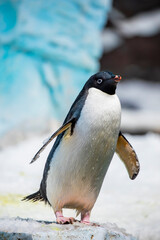 Fototapeta premium The Adélie penguin (Pygoscelis adeliae) is a small Antarctic penguin recognized for its black and white plumage and distinctive white eye ring.