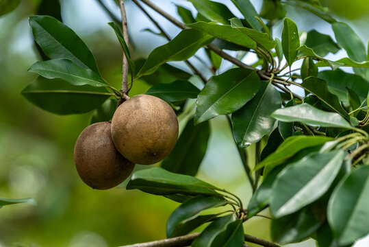 Sapodilla Fruit (Sapoti) Hanging on Tree Branch