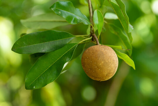 Sapodilla Fruit (Sapoti) Hanging on Tree Branch