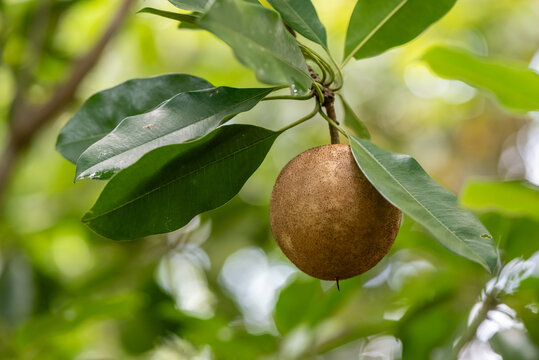 Sapodilla Fruit (Sapoti) Hanging on Tree Branch